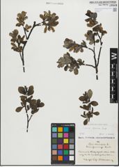 Foto von Salix glabra Scop.